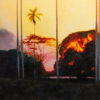 Atardecer con Palmas